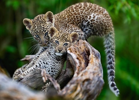 Representative photograph. Credit: Getty Images