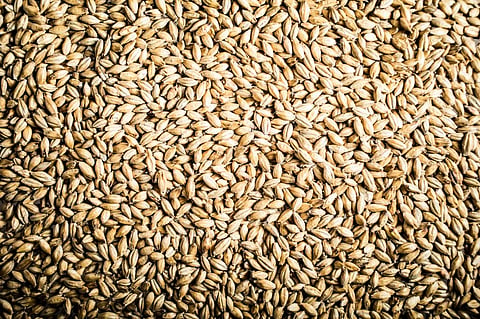 Researchers find new carbohydrate in barley