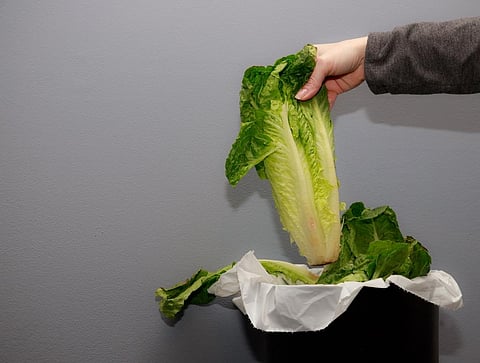 Study sheds light on how salmonella bacteria infect plants 