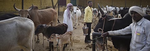 India’s Cow Crisis Part 4: The stigma of Mewat