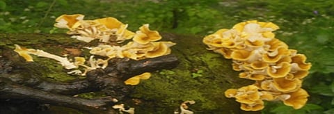 Mushroom-growing Elm trees can empower Barot village communities 