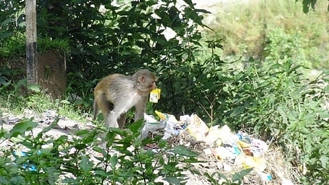 Garbage dumps leading to shift in food habits of wild animals