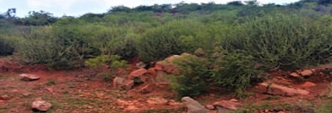 Two new species of moss rose discovered in south India 