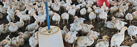 Animal feed ingredient from US with GM corn can hurt India's livestock industry