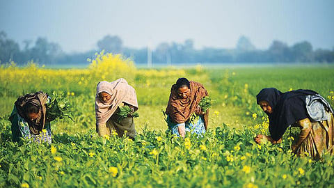 Women collect lush green fodder from community land in Balad Kalan village (Photographs: Adithyan PC)