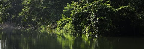 How a conversion ‘mistake’ made Maharashtra top forest rights performer for a decade