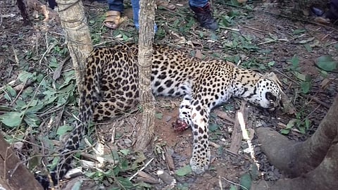 The leopard died after being stuck in the iron trap overnight. Photo: Ashis Senapati