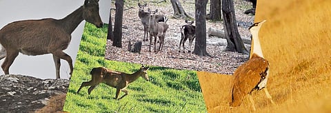 The Nilgiri Tahr, the Sangai, the Hangul and the Great Indian Bustard. Credit: Vijayendra Pratap Singh/CSE