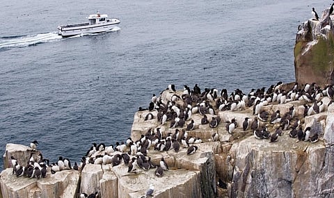 A colony of guillemots in the Farne Islands, United Kingdom. Credit: Getty Images