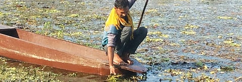 Prem Chand plucks a singhara from the Nanora talab. Photos: Deepanwita Gita Niyogi
