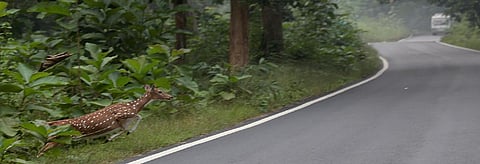 A Spotted Deer crosses a road near the Ramnagar route to Corbett Tiger Reserve. Credit: Vikas Choudhary/CSE