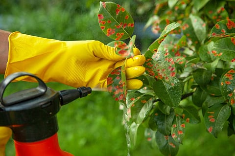 What happens to the natural world if all the insects disappear?