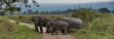 Elephants in Kaziranga National Park, which is near the site of the NRL Township. Credit: Getty Images 