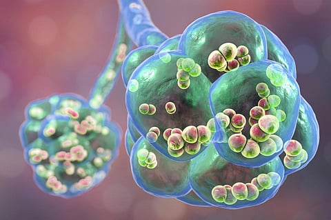 New study may help address drug resistant pneumococcal diseases
