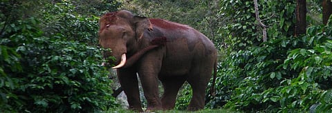 A bull tusker in Hassan, Karnataka. Credit: Nature Conservation Foundation