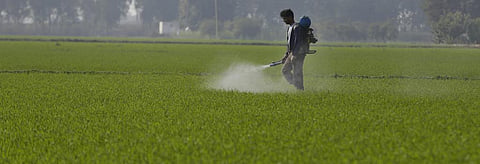 Report flags growing threat of monoculture in crop production