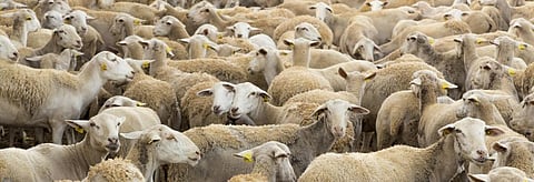 26% of local livestock breeds face the risk of extinction