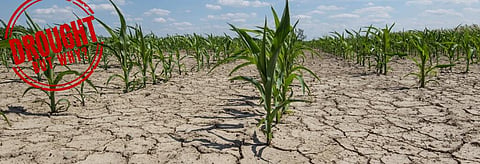 Drought, but why: Area under cultivation has halved in Andhra Pradesh's Ananthapuramu