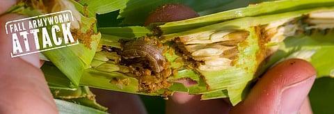 Fall Armyworm in damaged corn shoot. Photo: Getty Images