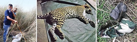 Forest  officials dig out remains of a leopard from Haripur Kalan village that borders Haridwar district in Uttarakhand; one of the four leopards mentioned in the report; the cap found as evidence from the crime scene was destroyed. It allegedly belonged to a forest official (Photographs: By special arrangement)