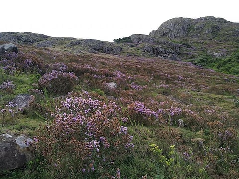 Database launched on flora in peninsular India 