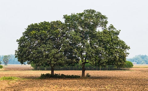 Parliamentary panel recommends MSP for timber 