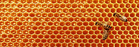 Honey as a biomarker for pollution