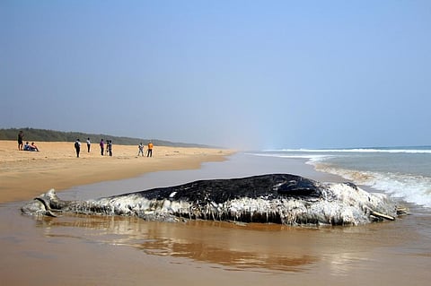 Tenth whale carcass found in Odisha in a year 