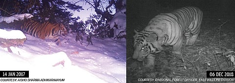 (left) Camera-trap image shows a Bengal tiger roaming in the snow-clad peaks of the Mishmi Hills in Arunachal Pradesh. This was the highest place where photographic evidence of tigers in the Indian part of Eastern Himalayas has been found; (right) camera traps for the first time capture footage of a Royal Bengal Tiger in the Himalayan state of Sikkim