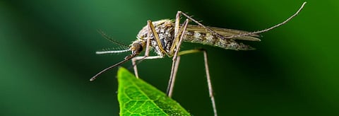 Vector-borne diseases may shift base with warmer temperatures