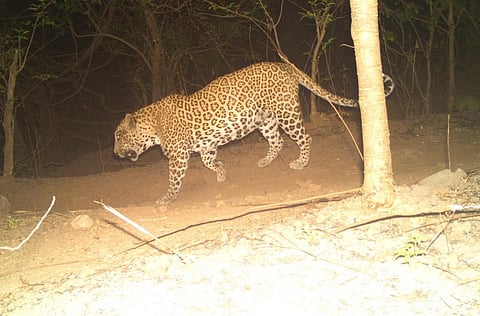 A leopard camera trapped in the Sanjay Gandhi National Park, Mumbai. Photo: Nikit Surve