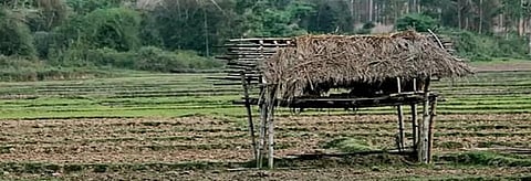 Why are Wayanad tribals, farmers wary of poll promises? 