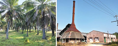 The plantation has crossed its economic lifecycle of 30-35 years (left); Palm oil processing plant in Little Andaman lies idle following the Supreme Court ban on oil palm plantation 16 years ago (Photographs: Zubair Ahmed)