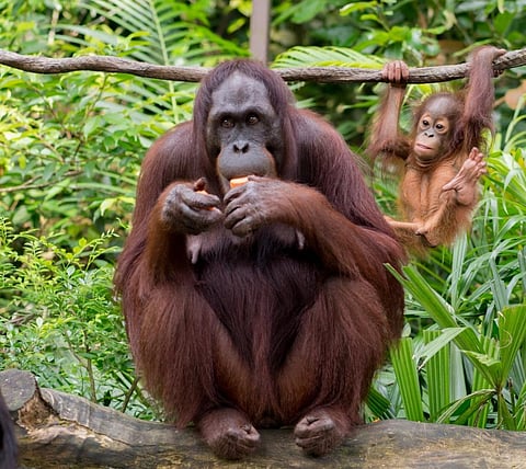 A female orangutan with an infant. Photo: Wikimedia Commons