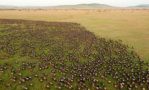 From Australia to Africa, fences are stopping Earth’s great animal migrations