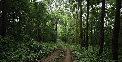 Reforms in India’s forest sector stuck in reverse gear