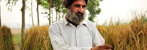 In poll season, Punjab debates legalising poppy seed and opium farming