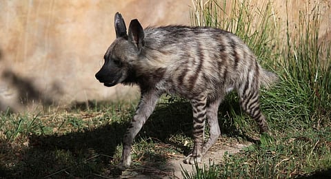 A Striped Hyena. Photo: Getty Images