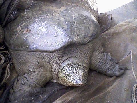 The Yangtze giant soft shell turtle found in Dong Mo Lake in Vietnam. Photo: Wikimedia Commons