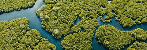 Scientific management of mangroves is need of the hour