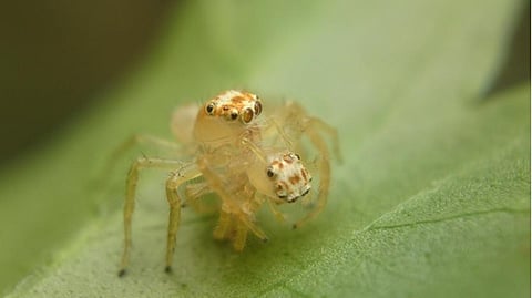Telamonia exhibiting araneophagy. Photo : Somnath Kumbhar