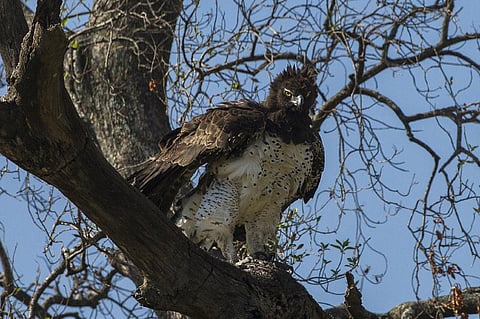 How Google images helped us pin down the diet of Africa’s largest eagle