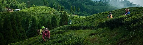 A group of woman is working at a tea garden to process tea leaves in Darjeeling. Photo: Getty Images