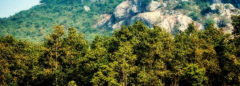 A forest in Odisha. Photo: Getty Images
