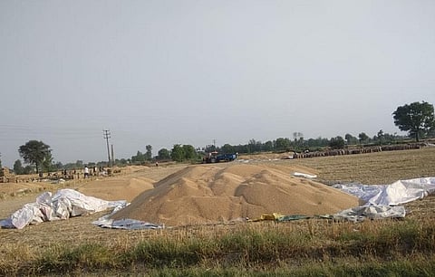 हरियाणा की मोहना मंडी में क्षमता से अधिक गेहूं आने के कारण खेतों में ढेर लगा दिए गए हैं। Photo Credit : Rajender Panchal 