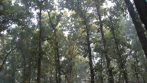 Photo : Kumar Sambhav Shrivastava 