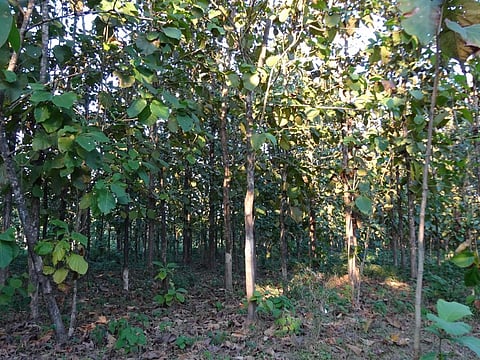 Private funds for Madhya Pradesh forests: Beware of legal concerns, warn experts
