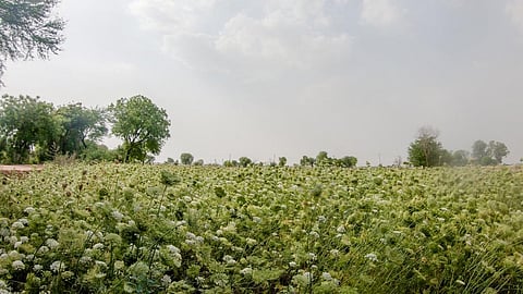 जौन्ती गांव के राज सिंह ने गाजर का बाजार भाव गिरने के बाद खेत से गाजर नहीं उखाड़ी। अब भी उनके खेत में गाजर की फसल खड़ी है। फोटो: मिथुन विजयन