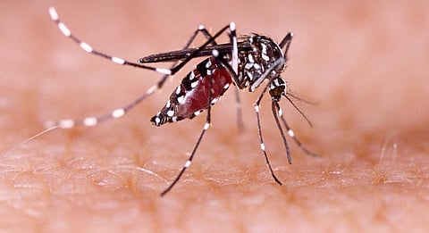 An Aedes Aegypti mosquito. Image: Getty Images