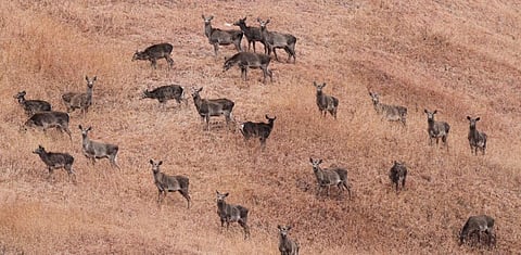 A herd of Hangul in Kashmir's Dachigam National Park. Image: Wikimedia Commons